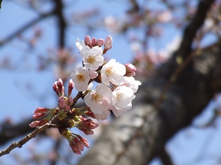 街道松の広場の桜