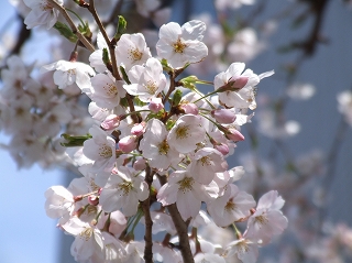 自宅近くの桜