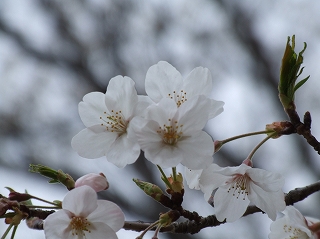 自宅近くの桜